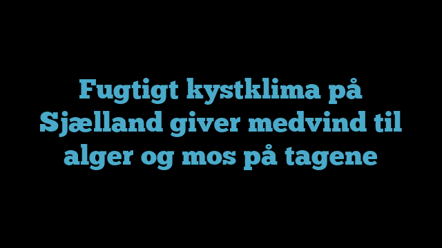 Fugtigt kystklima på Sjælland giver medvind til alger og mos på tagene